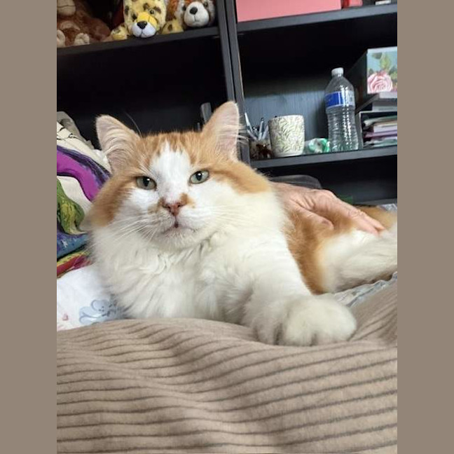 Photo of Nacho