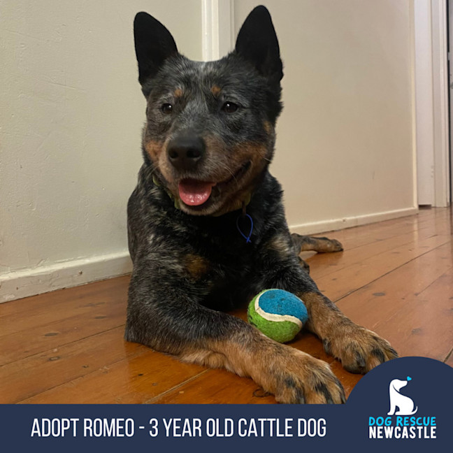 Photo of Romeo   3 Year Old Cattle Dog (Trial)