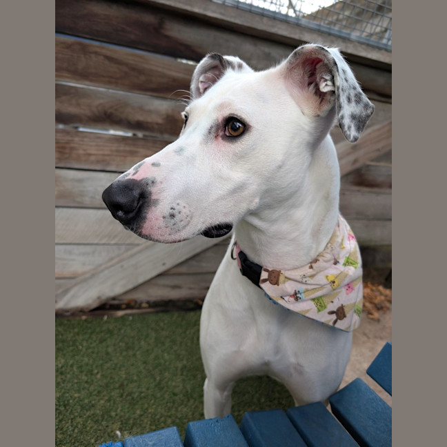 Photo of Gracie
