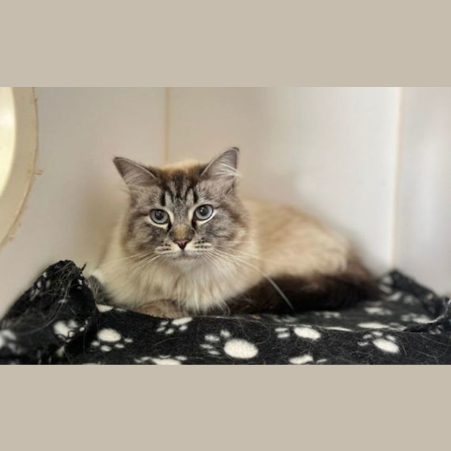 Photo of Stella 