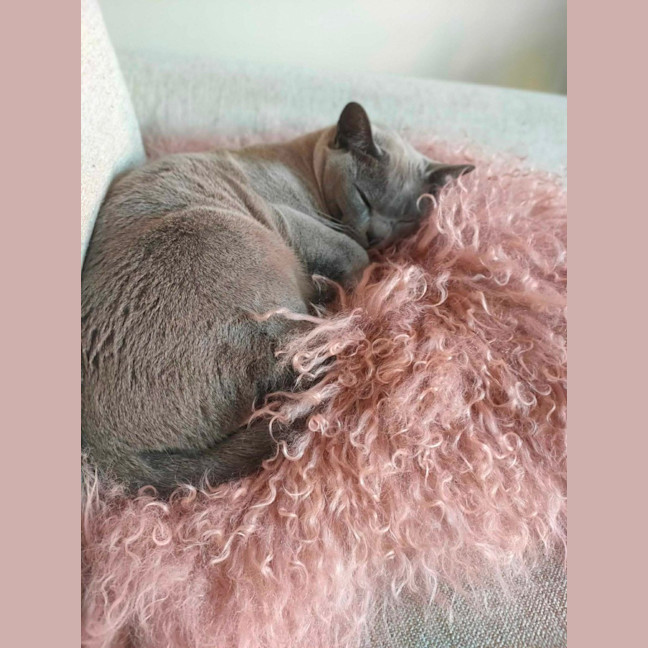 Photo of Nancy & Violet   In Foster Care In Avondale Height