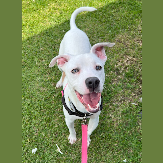 Photo of Spot