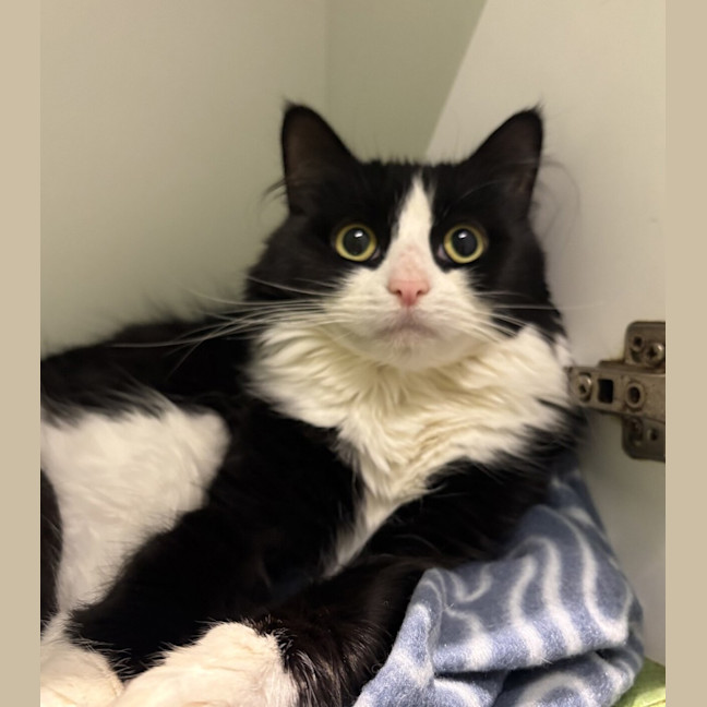 Photo of Muffin