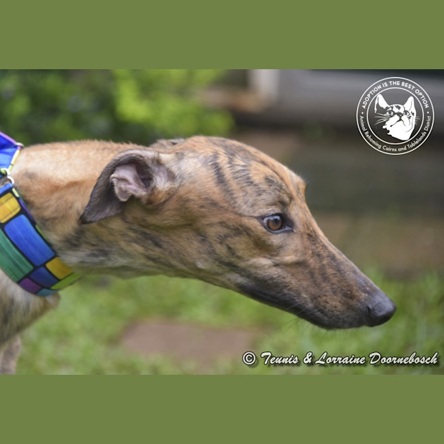 Photo of Tilly (Harra's Tilly)