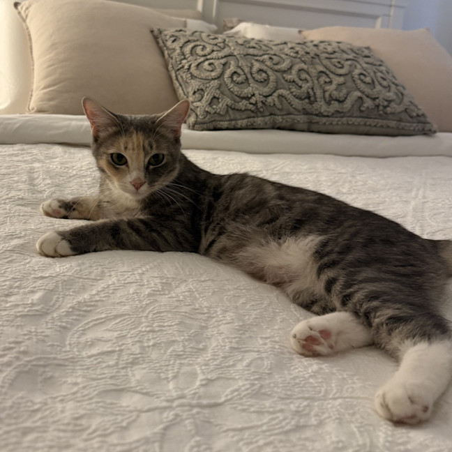 Photo of Lady