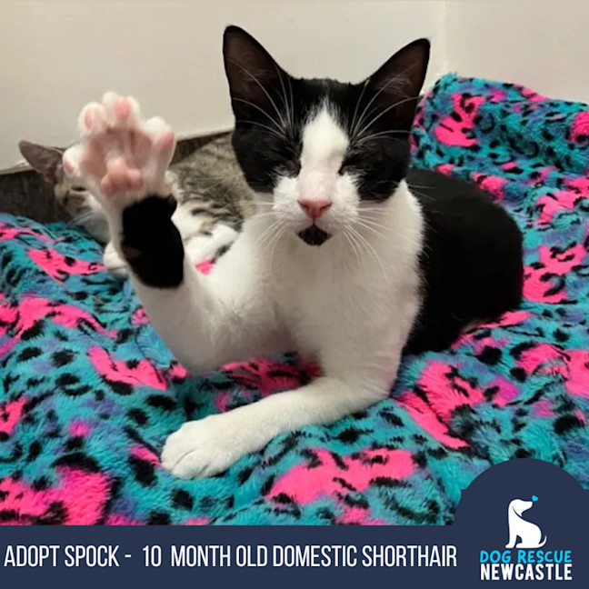 Photo of Spock   10 Month Old Domestic Short Hair (Trial)