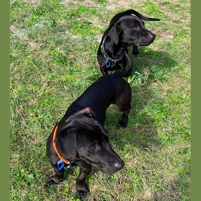 Photo of Dallas & Dexter   7 Year Old Dachshund X