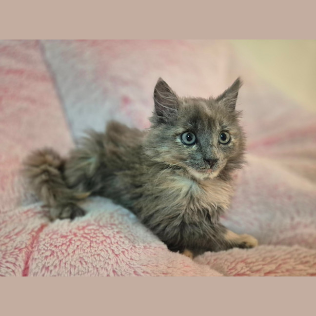 Photo of Cleo