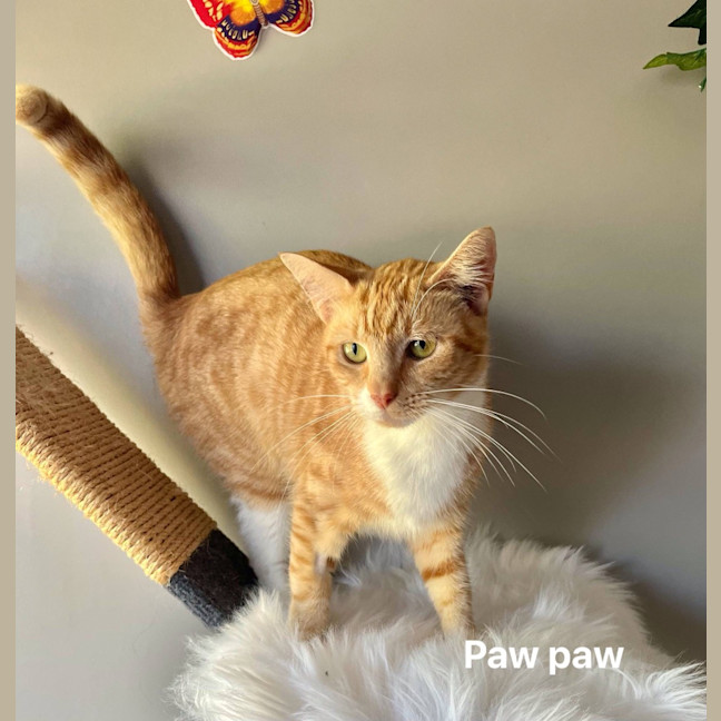 Photo of Paw Paw