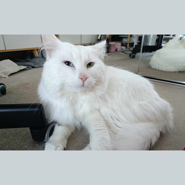 Photo of Purrcy