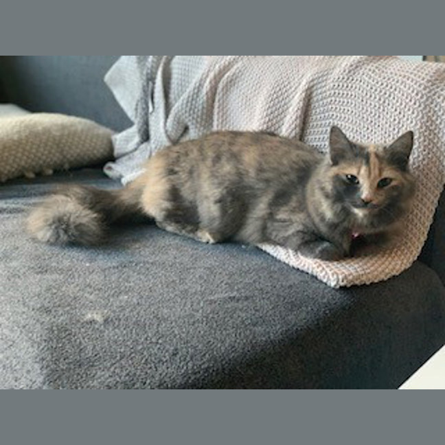 Photo of Pippy