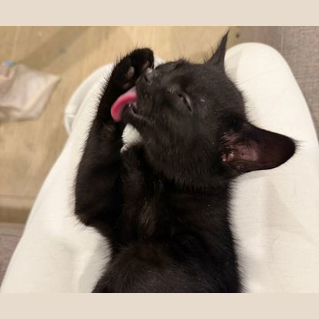 Photo of Midnight