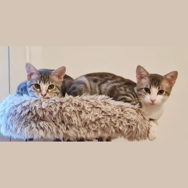 Photo of Charlie Suk013370 & Lola Suk013369