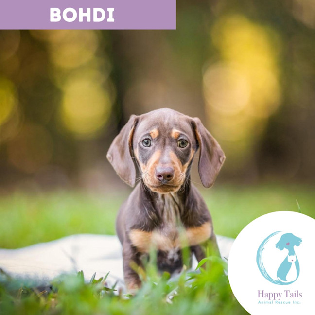 Photo of Bodhi