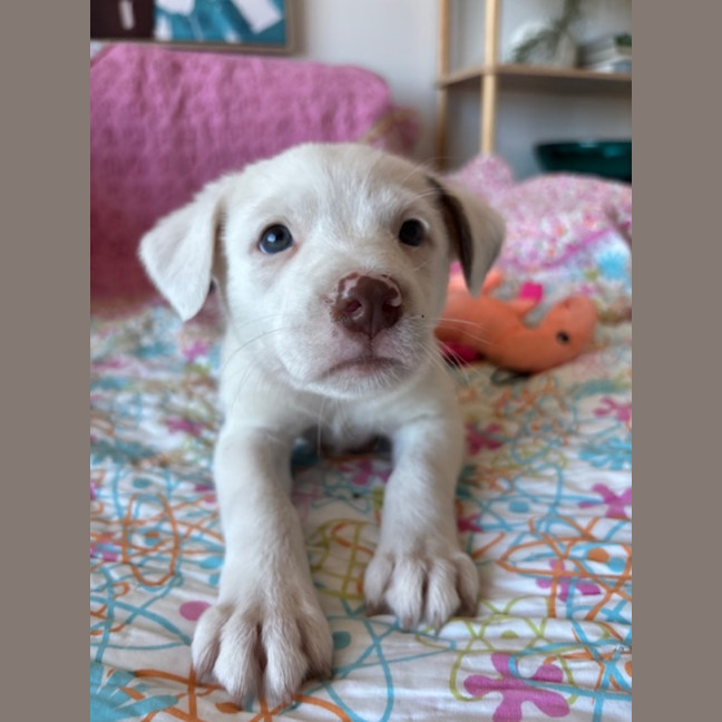 Photo of Cookie