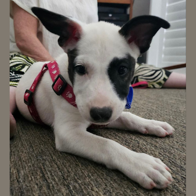 Photo of Nieve   4 Month Old Mixed Breed