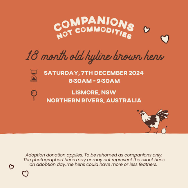 Photo of Rescue Hens