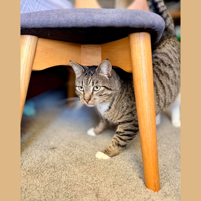 Photo of Tiddles