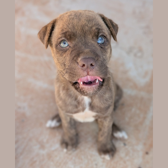 Photo of Duchess