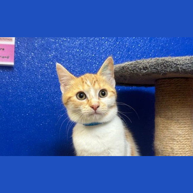 Photo of Nala