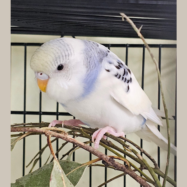 Photo of Bonnie