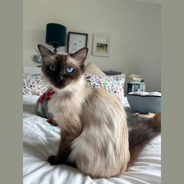 Photo of Dahlia 