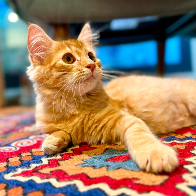 Photo of Salsa   In Foster Care In Brunswick East