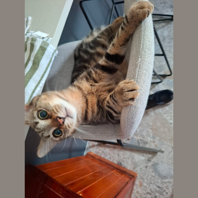 Photo of Flintavious 