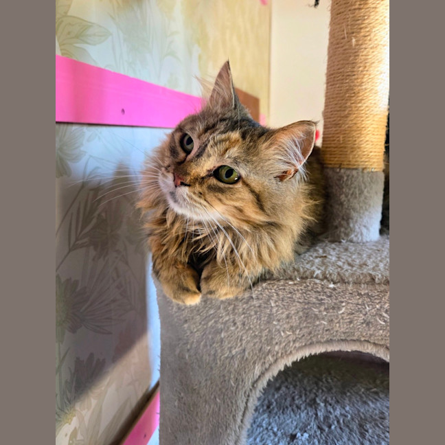 Photo of Carlita