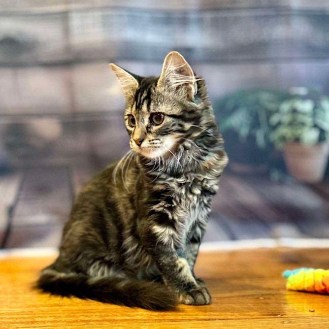 Photo of Jasmine   Located In Bentleigh