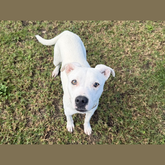 Photo of Pip Imp 1295