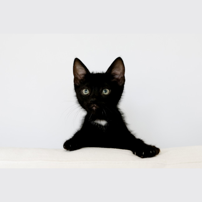 Photo of Bandit