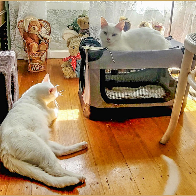 Photo of Lily / Clara / Pearl