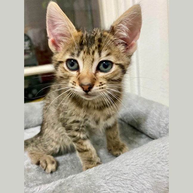 Photo of Gadget