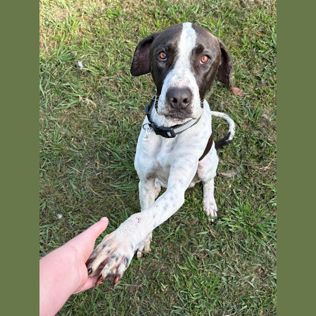 Photo of Buddy