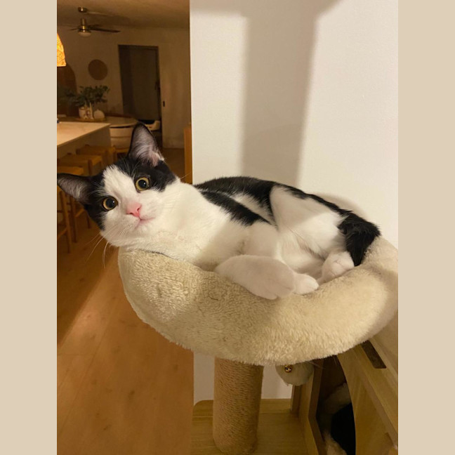 Photo of Archie