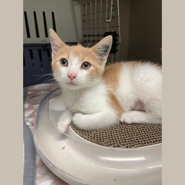 Photo of Sunstone *Meet Me At Petstock Engadine*