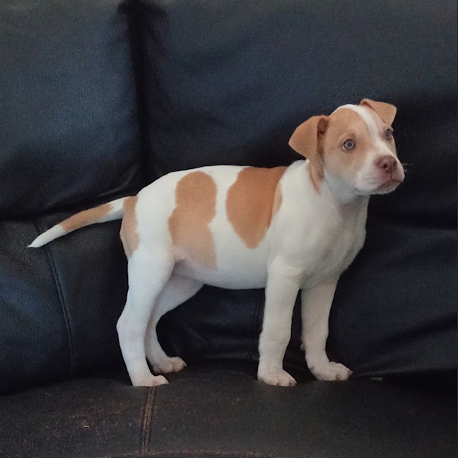 Photo of Gypsy