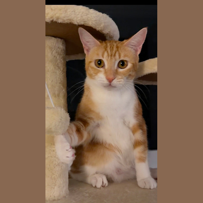 Photo of Mimosa
