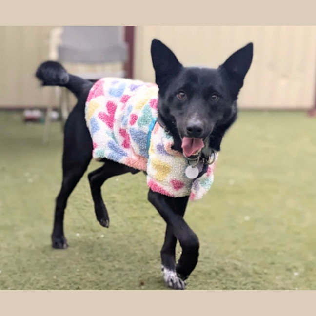 Photo of Bandit