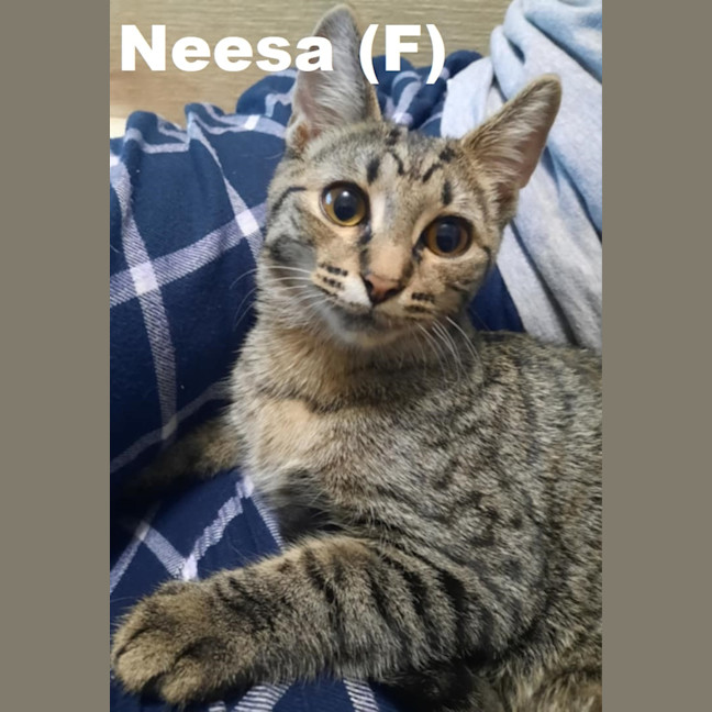 Photo of Neesa