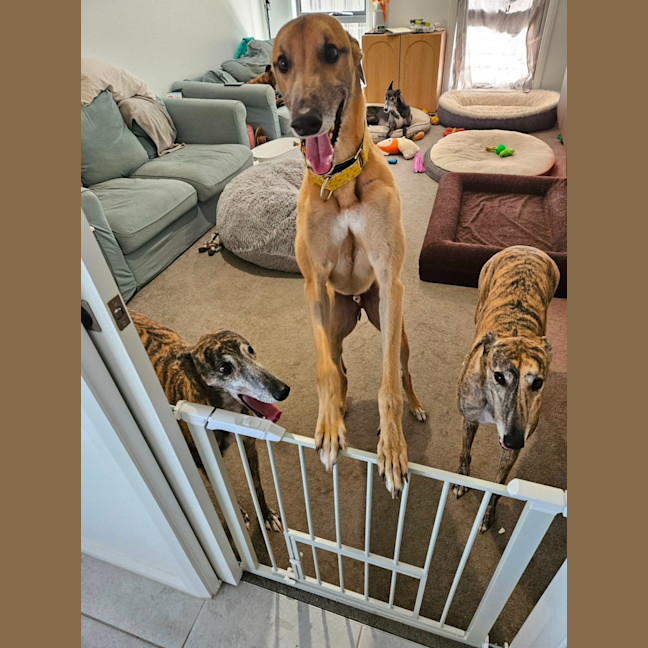 Photo of Sid, The Greyhound