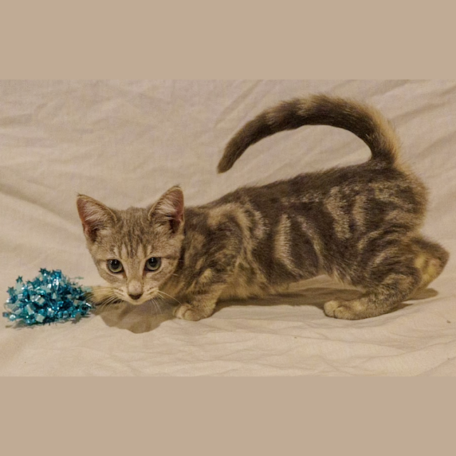 Photo of Misty
