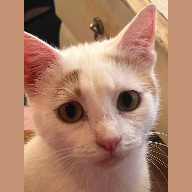 Photo of Peaches