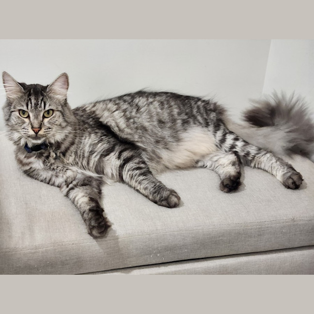 Photo of Ferdinand (Freddie)   Assisted Rehoming