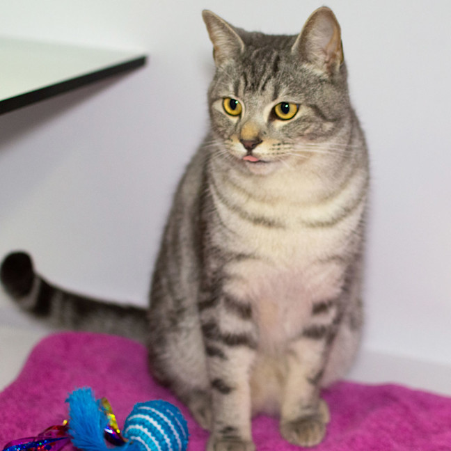 Photo of Gambit 