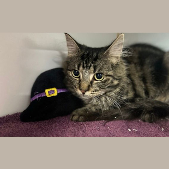 Photo of Pumpkin