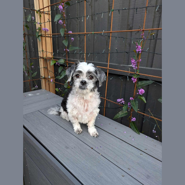 Photo of Molly