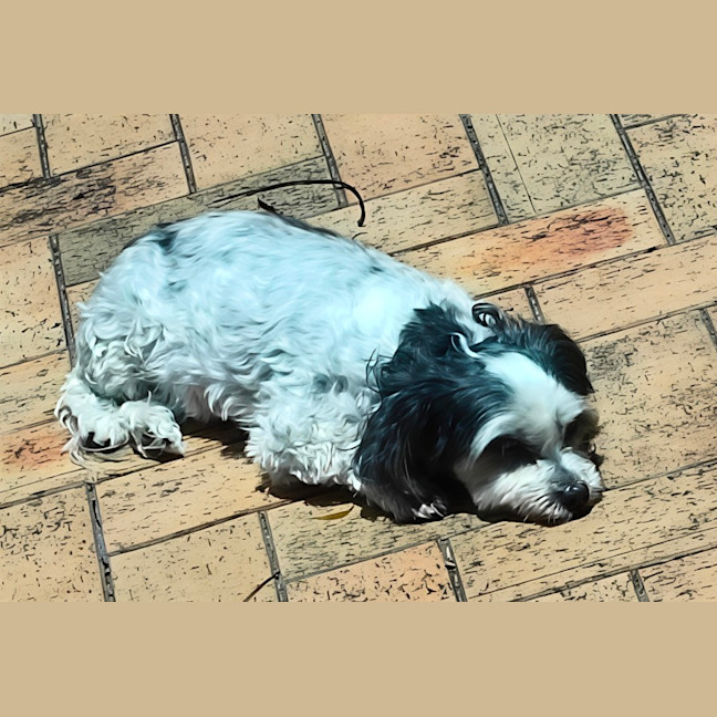 Photo of Toby   10 Year Old Maltese X