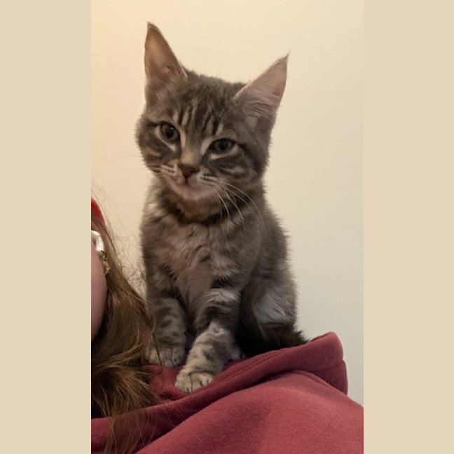 Photo of Shadow